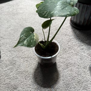 Kendra heeft een foto van de aankoop toegevoegd