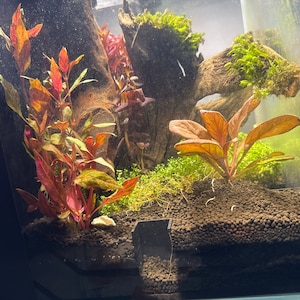 Devin adicionaram uma foto da sua compra