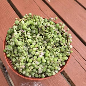 Etsy-koper heeft een foto van de aankoop toegevoegd