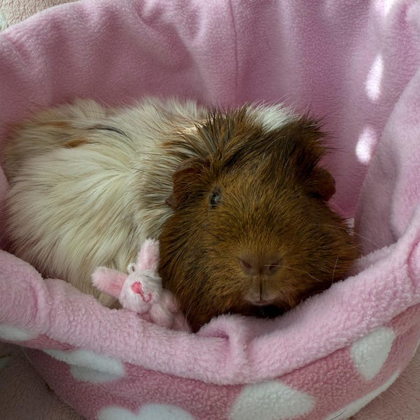 Curated visual reference: Guinea Pig Tunnel Guinea Pig Bed Small Rabbit Small Animal Photo Inspiration
