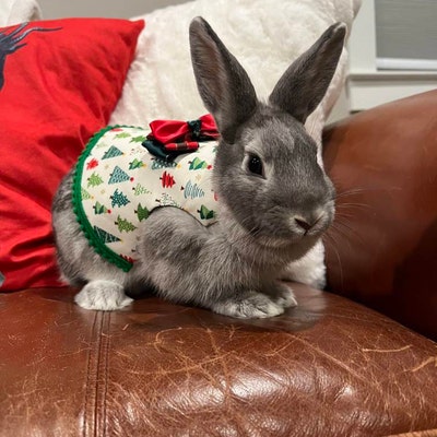 New Blue Lily of the Valley Vest, Pet Bunny/harness, Rabbit Clothing ...