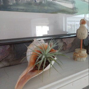 Air Plant Xeric Variety Mix of 10 Airplant Tillandsia | Etsy