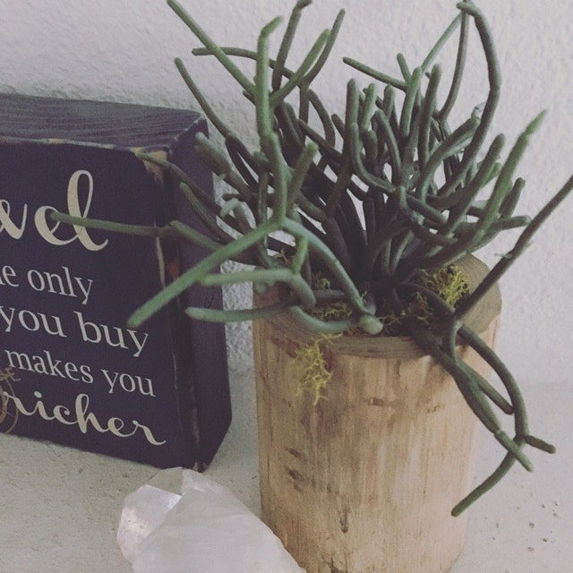 mini snake plant Sansevieria Mini Boncel Cylindrical Leaf Plant