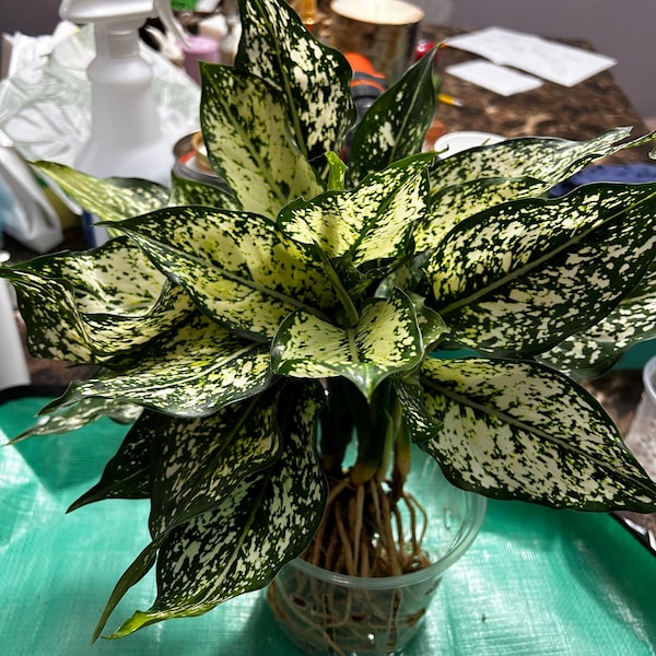 Aglaonema Snow White in 4