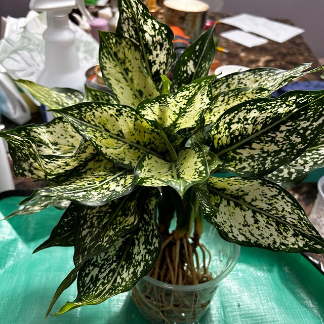 Aglaonema Snow White in 4