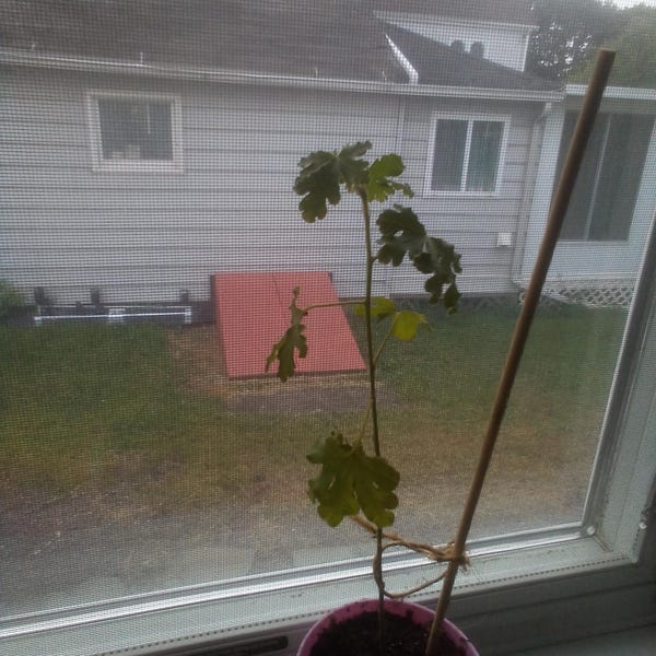 MAUNA KEA Bougainvillea Small Well Rooted Starter Plant**live