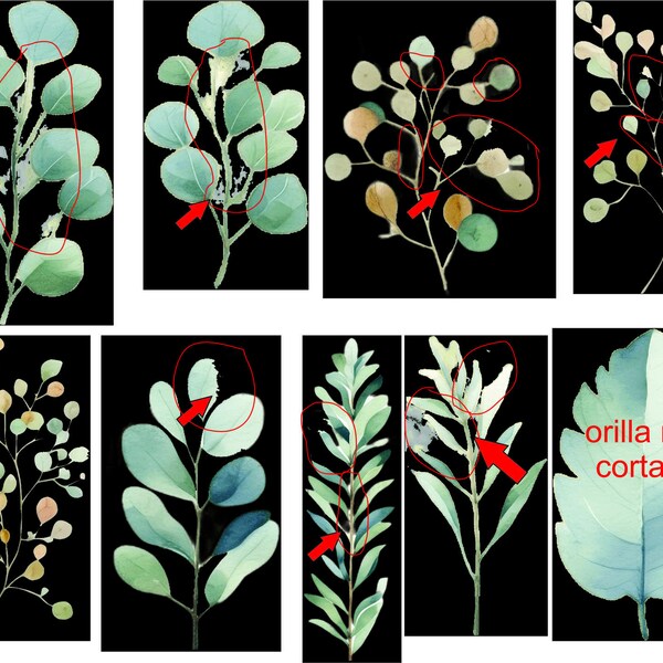 Watercolor Eucalyptus Clipart - Baby Blue Eucalyptus - Greenery Clipart ...