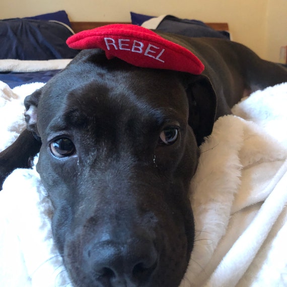Customer photo of a pet with the Beret Personalized for small pet Raspberry