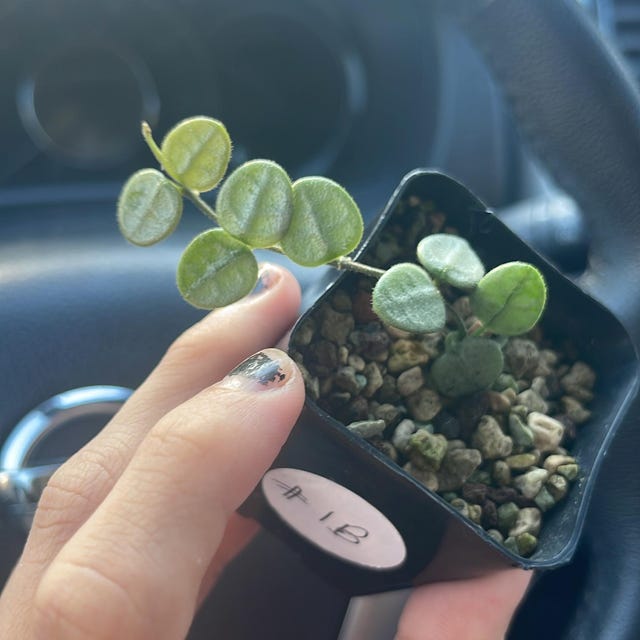 Hoya serpens (Silver) | 2-Inch – Hoya Treasures