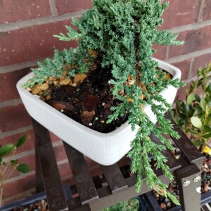 Hyman added a photo of their purchase
