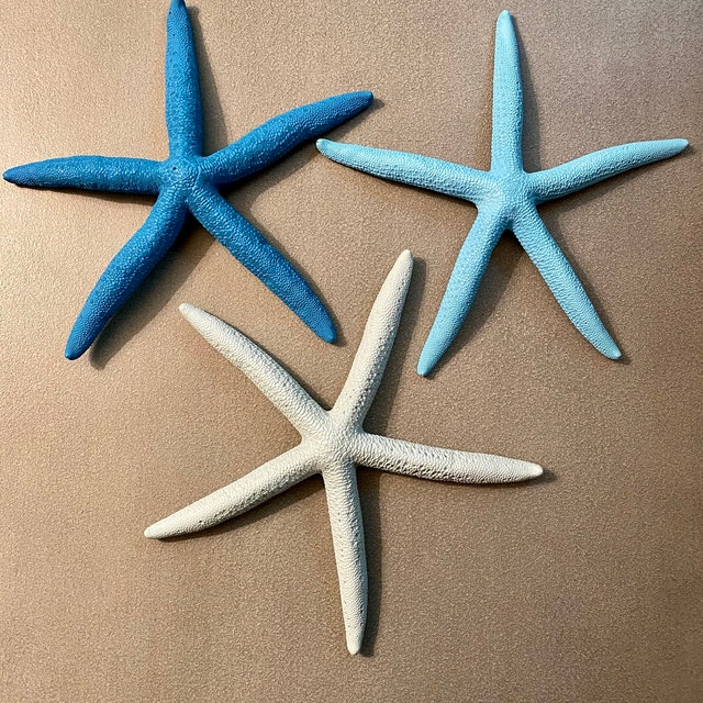 Decoración de estrella de mar, paquete de 12 estrellas de mar blancas  surtidas de 2 a 3 pulgadas, estrella de mar para manualidades, decoración  de