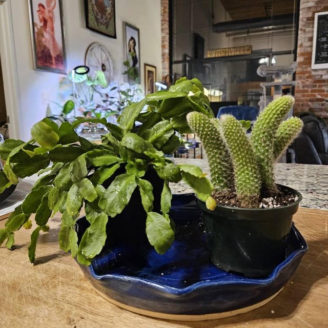 Monkey Tail Cactus 4