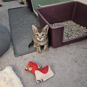 Janet added a photo of their purchase