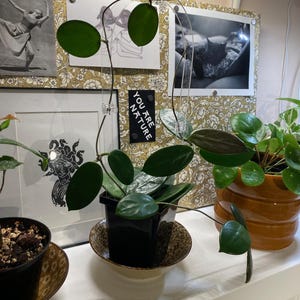 Rachel added a photo of their purchase