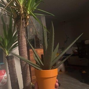 3D Gedruckte Aloe Vera Stiftpflanze | Jeder Stengel ist ein  Stift-Fake-Hauspflanze fr Menschen, die nicht Hauspflanzen lebendig halten  knnen - Etsy.de