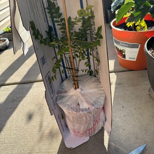 Raziya added a photo of their purchase
