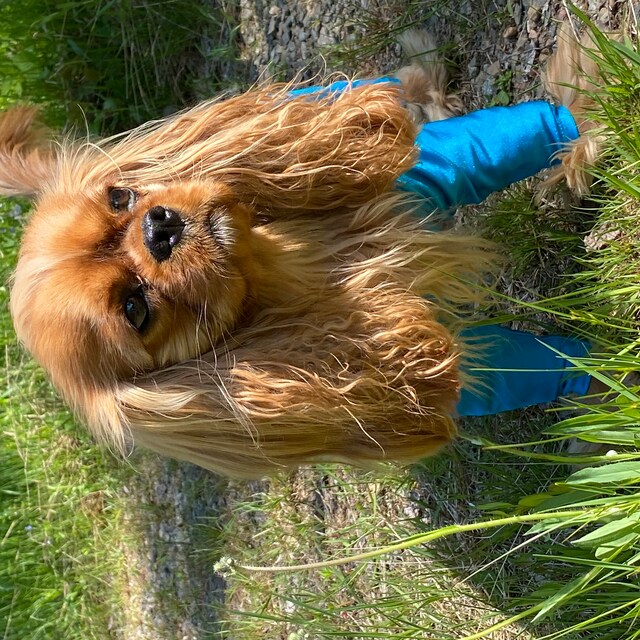 DoggieDirtShirt Etsy