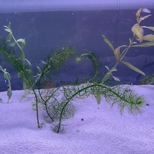 Abigail hat ein Foto des gekauften Artikels hinzugefügt