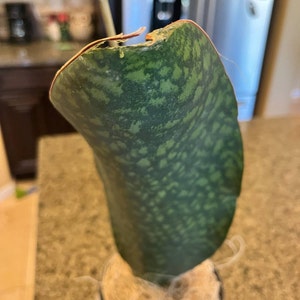 Aaron added a photo of their purchase