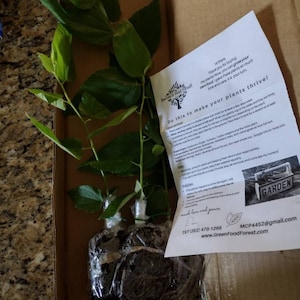 jamaican-cherry-aka-strawberry-tree-muntingia-calabura-live-starter
