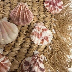 ストロベリーホタテ貝殻 | ピンクと白のプリケートクラフト貝殻 | 海岸