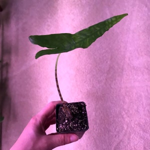 Abby added a photo of their purchase