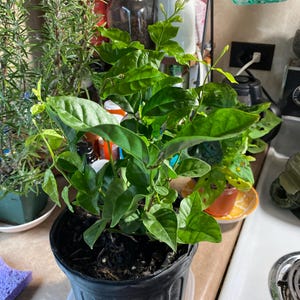 Susan added a photo of their purchase