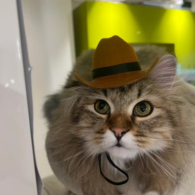 petsmart cat bow tie