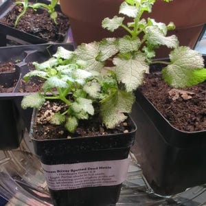 Barbara ha añadido una foto de su compra