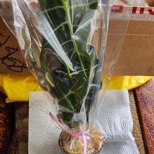 Sharee added a photo of their purchase