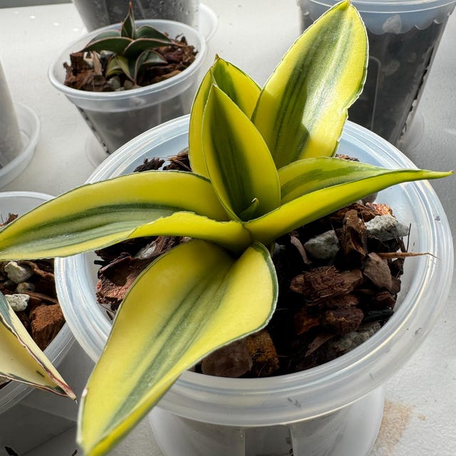 Sansevieria Chelomitha Variegated Rare Uniqe Snake Plant - Etsy