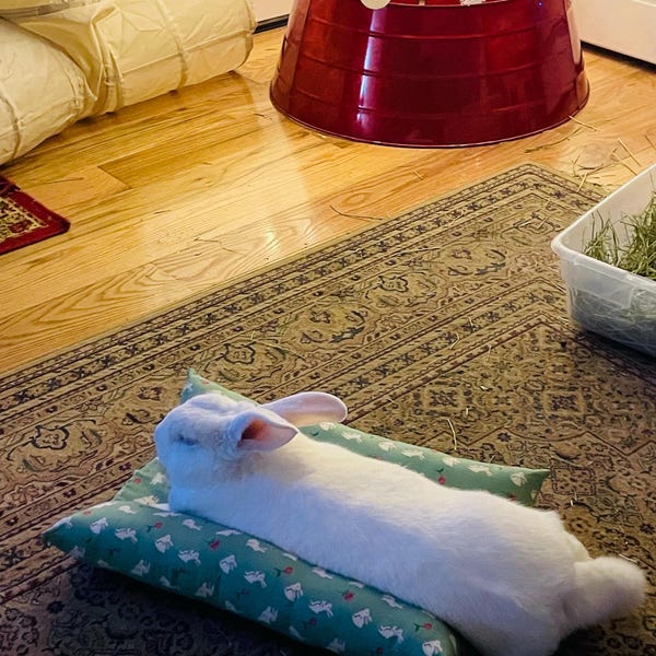 Loaf Lounger - Bunny Bed for Pet Rabbits - Etsy