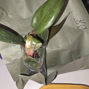 Anamaris added a photo of their purchase