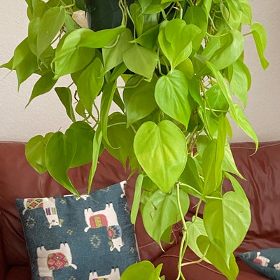 Lemon Philodendron 8 Hanging Basket/ Trailing Plant - Etsy