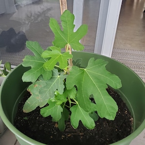 Gisel ha añadido una foto de su compra