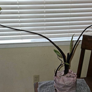 Randy ha añadido una foto de su compra