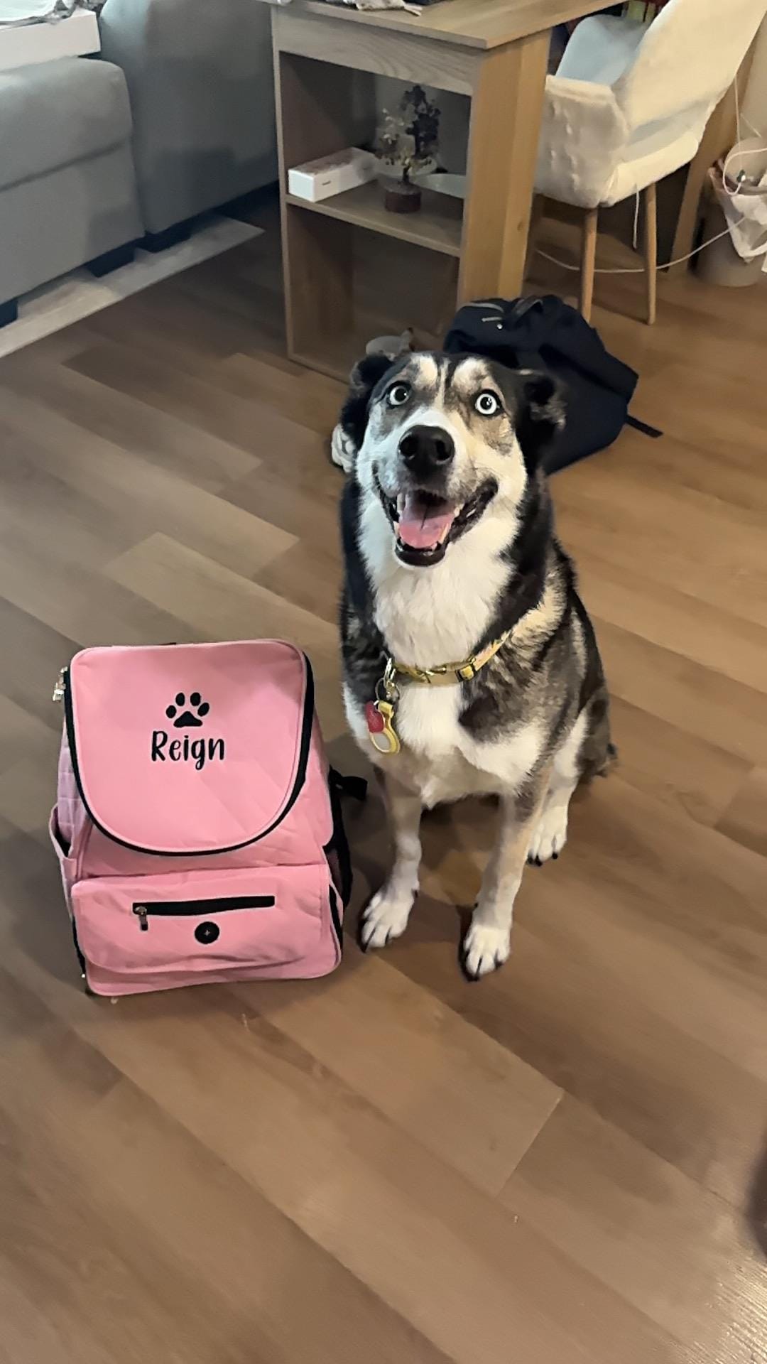Personalized Pet Bag, Pet Tote, Dog Travel Bag, Dog Owner, Pet Backpack Travel Bag, Pet Bag with BOWLS, New puppy