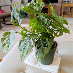 Carol added a photo of their purchase