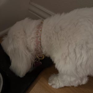 Tricia hat ein Foto des gekauften Artikels hinzugefügt