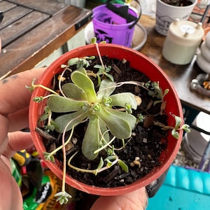 Genesis added a photo of their purchase