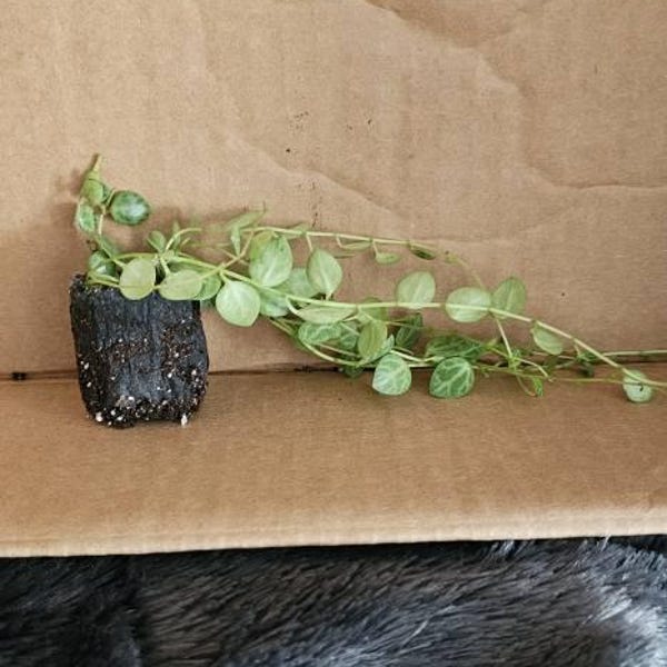 Vining Turtle String of Turtles Vining Starter Plant **(ALL Starter Plants Require ...