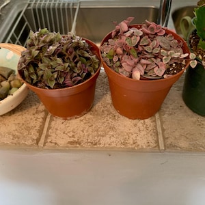kathleen added a photo of their purchase