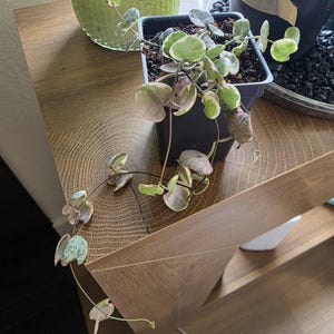 Melissa added a photo of their purchase