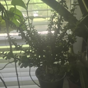 Regina さんが購入した商品の写真を追加しました