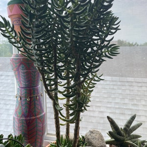 Crassula Tetragona: Bonsai Tree Succulent (1gal Pot) - Etsy