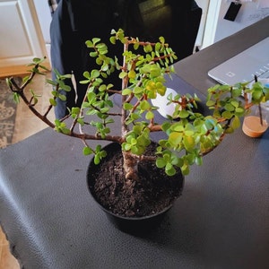 Rebecca さんが購入した商品の写真を追加しました