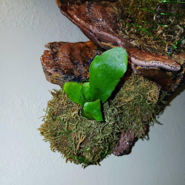 Platycerium Willinckii “jade Girl” Staghorn Fern Rare Starter