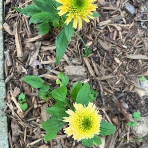 Rome in Red Lenten Rose Perennial. Stunning Colors. - Etsy