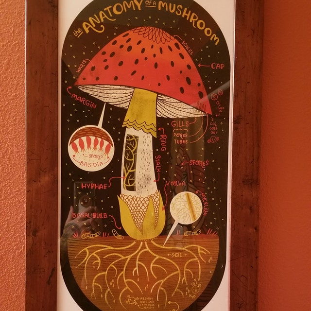 The Anatomy of a Mushroom Art Print 