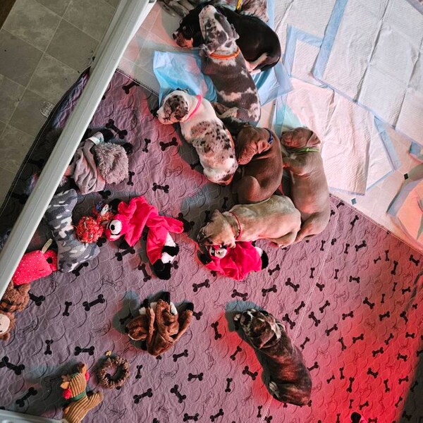 Newborn Puppy Weight Chart With ENS & ESI Daily Puppy Weight Chart